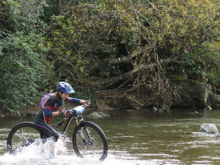 Fantails at Karapoti 20k